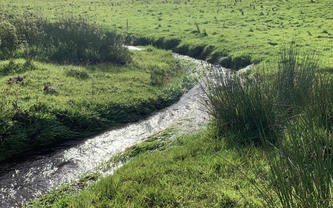 Nature recovery and MoRPh Survey in East Devon